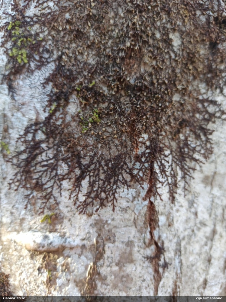 Izplestā frulānija