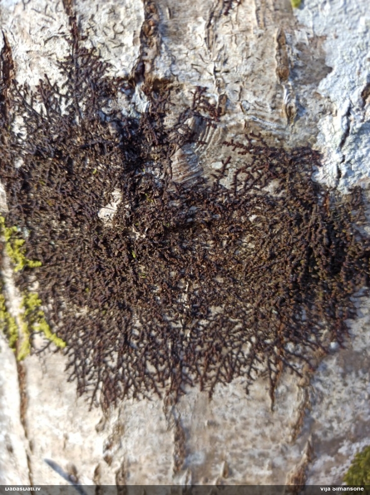 Izplestā frulānija