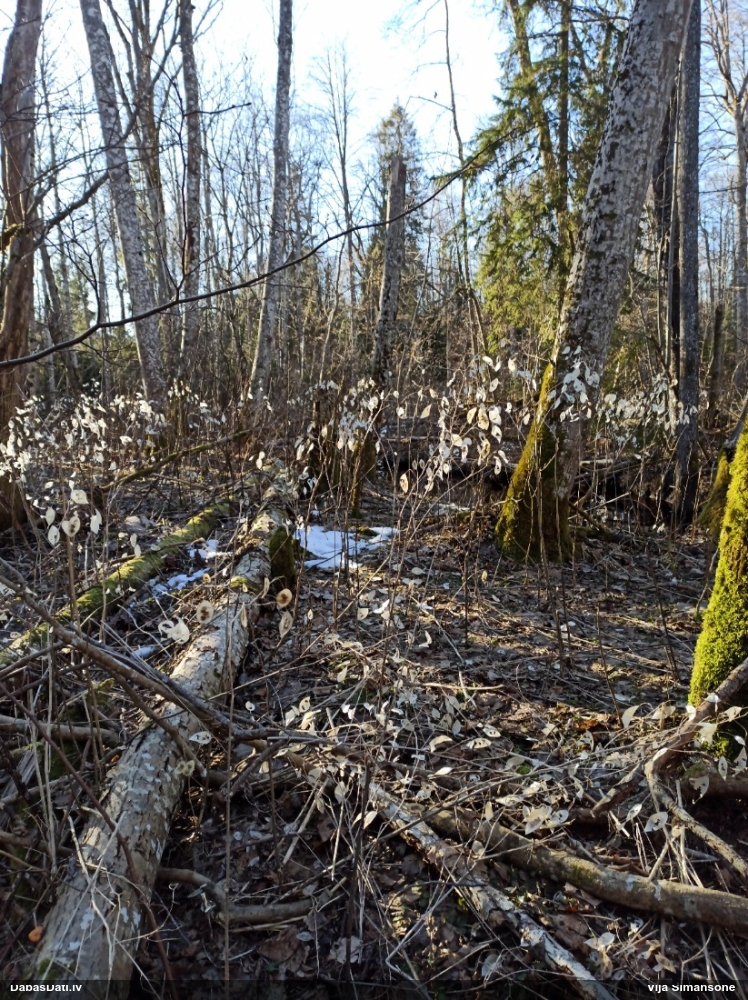 лунник многолетний