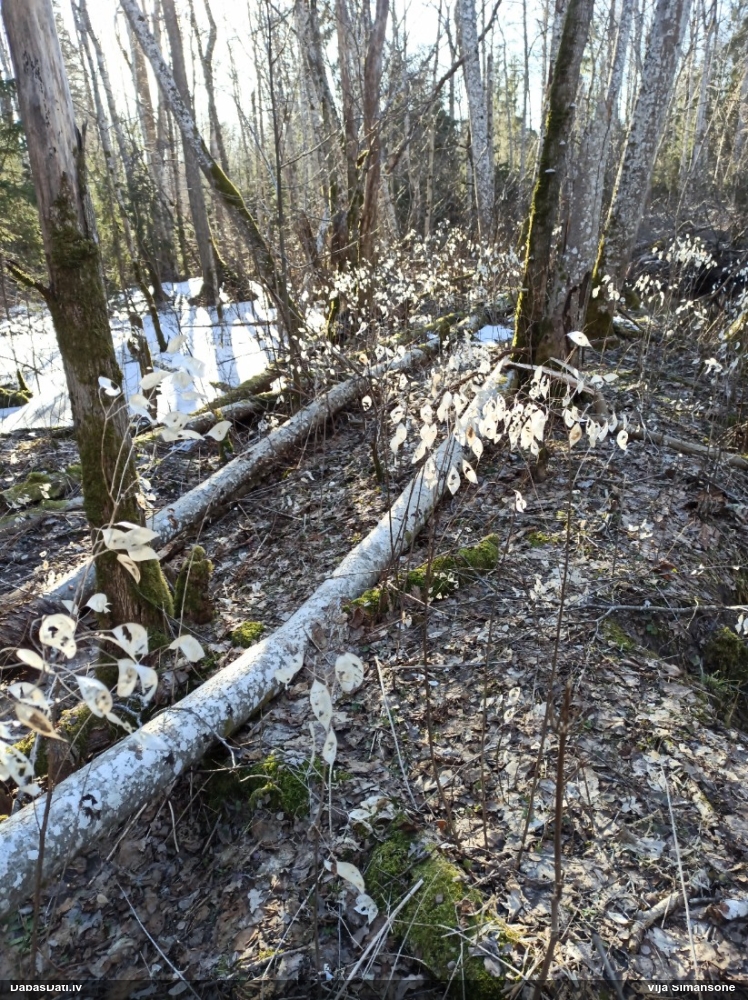 лунник многолетний