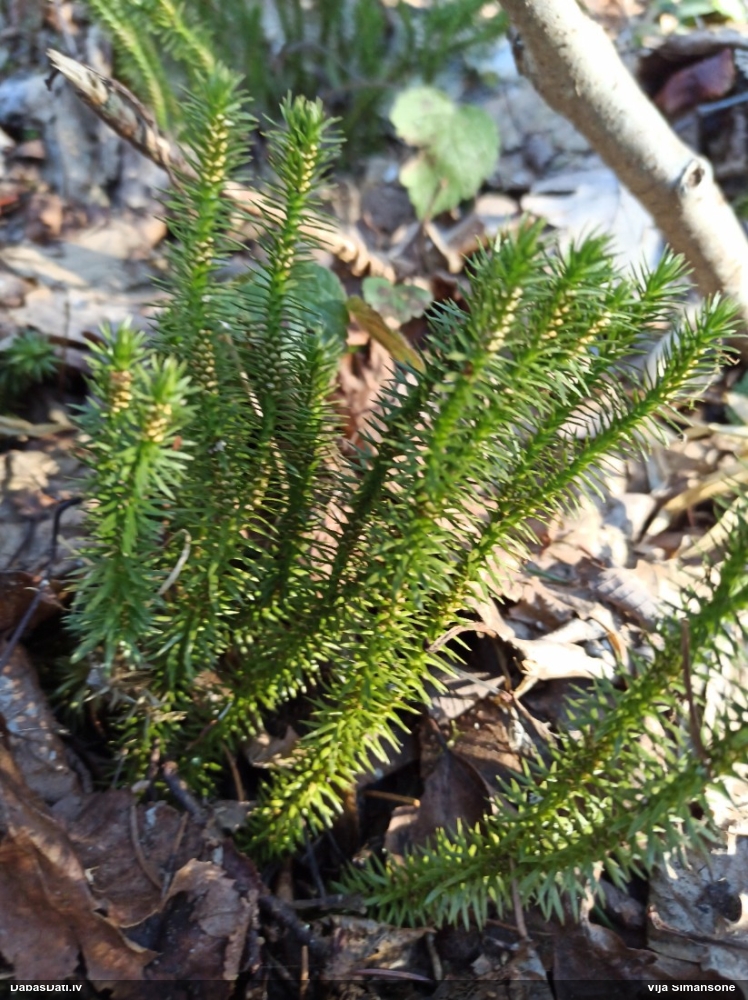 баранец обыкновенный