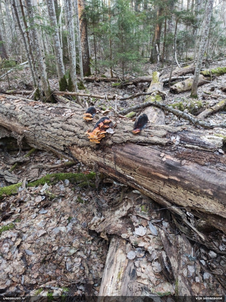 Окаймленный трутовик