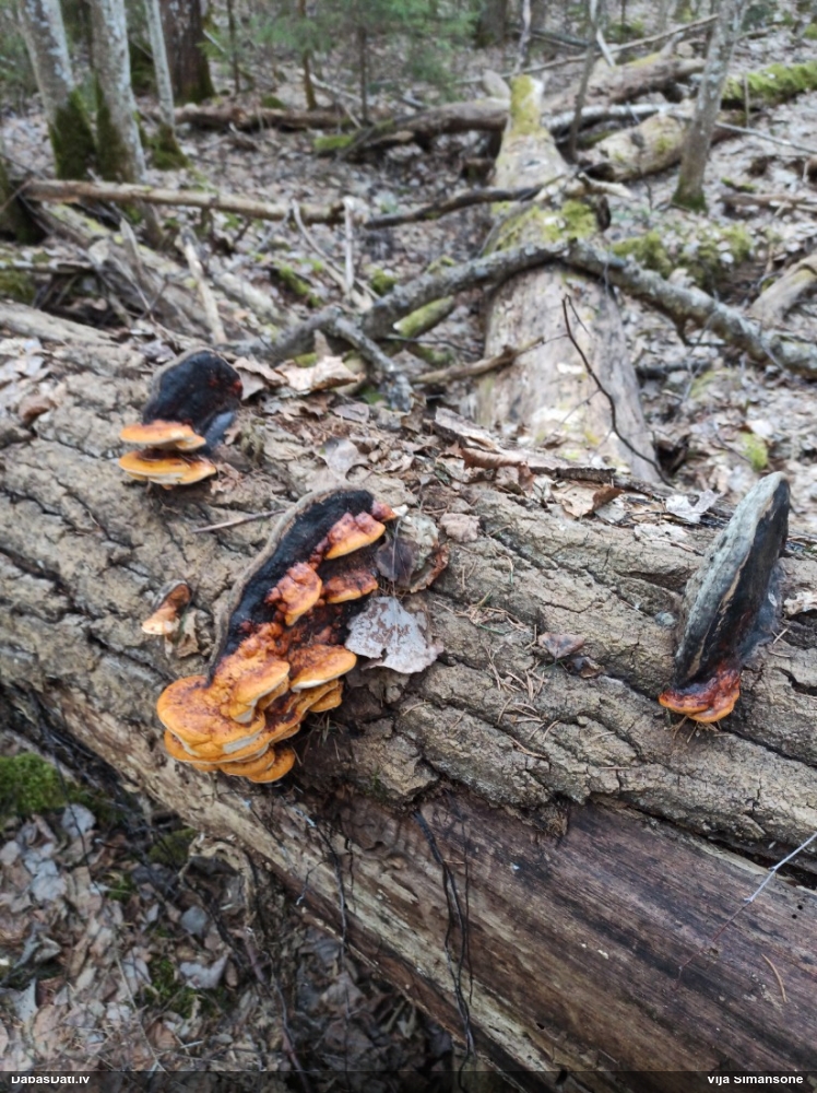 Окаймленный трутовик