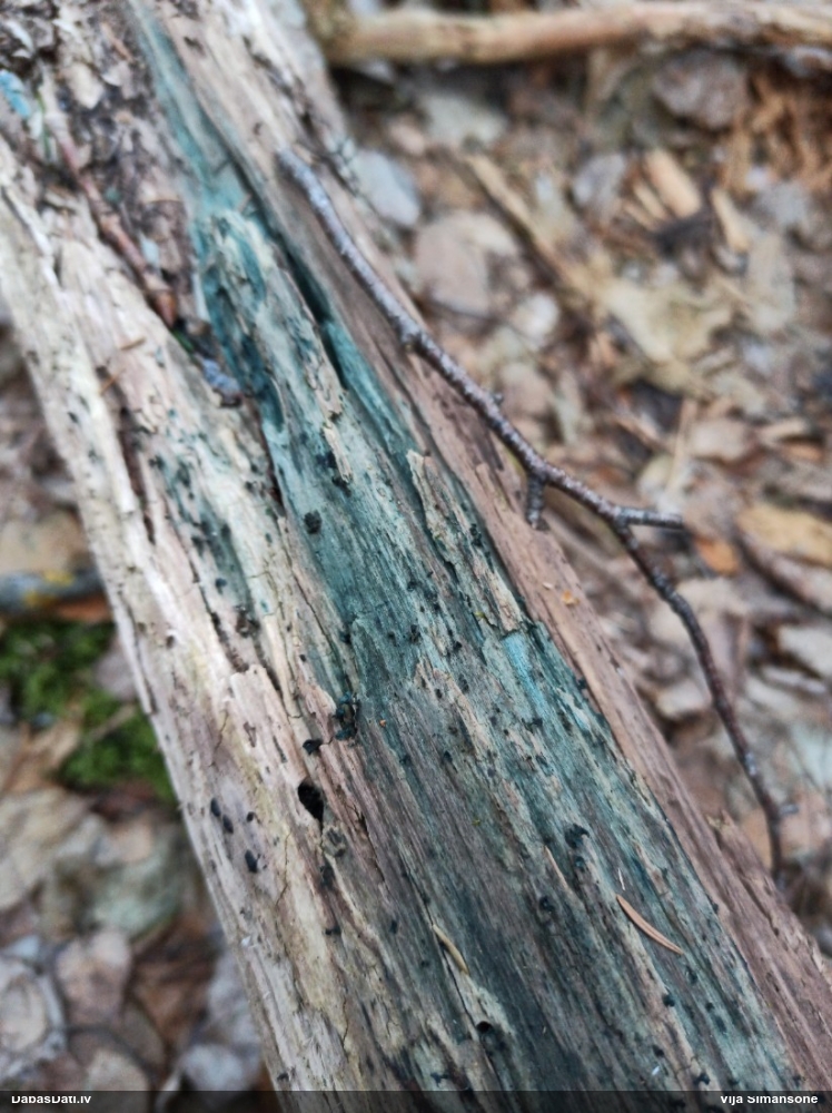 Zilzaļā hlorociborija