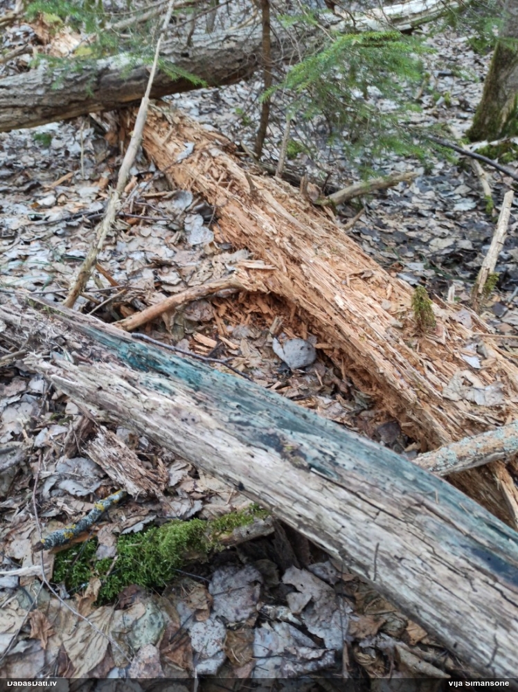 Zilzaļā hlorociborija