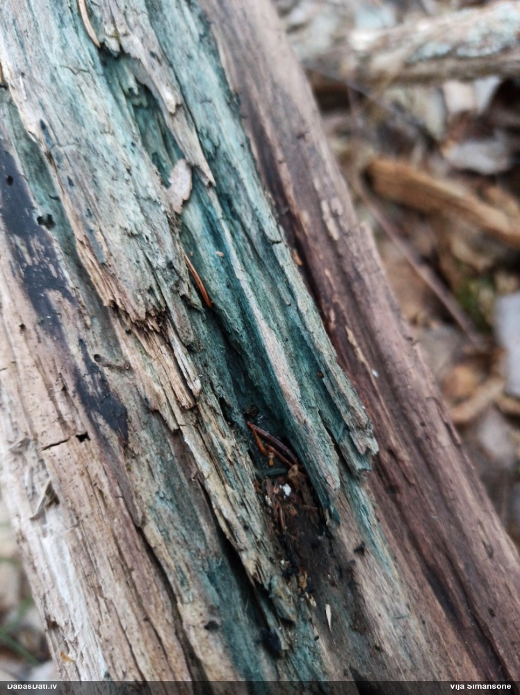 Zilzaļā hlorociborija