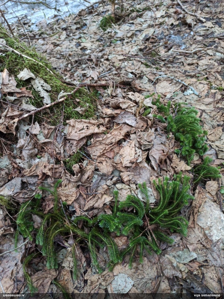 баранец обыкновенный