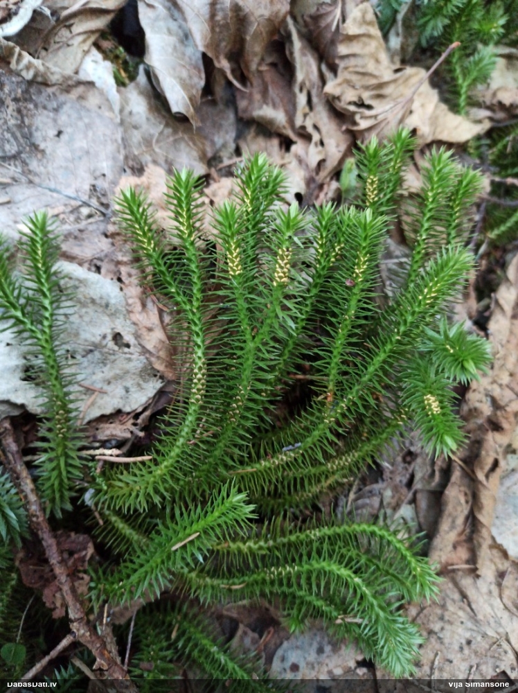 баранец обыкновенный