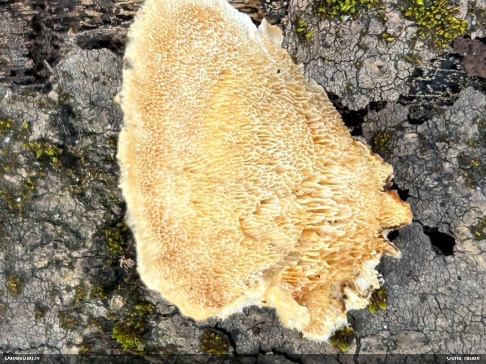 Dzeltenā tauriņpiepe