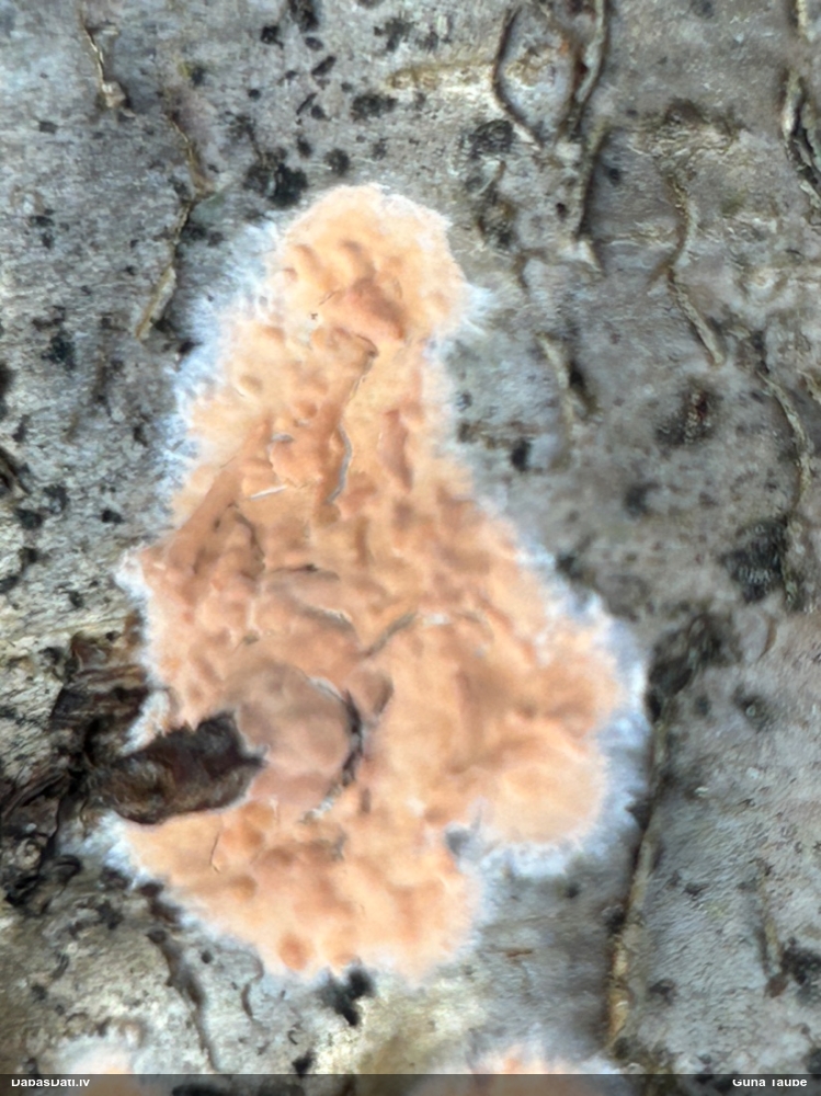 Klājeniska sēne (nenoteikta)