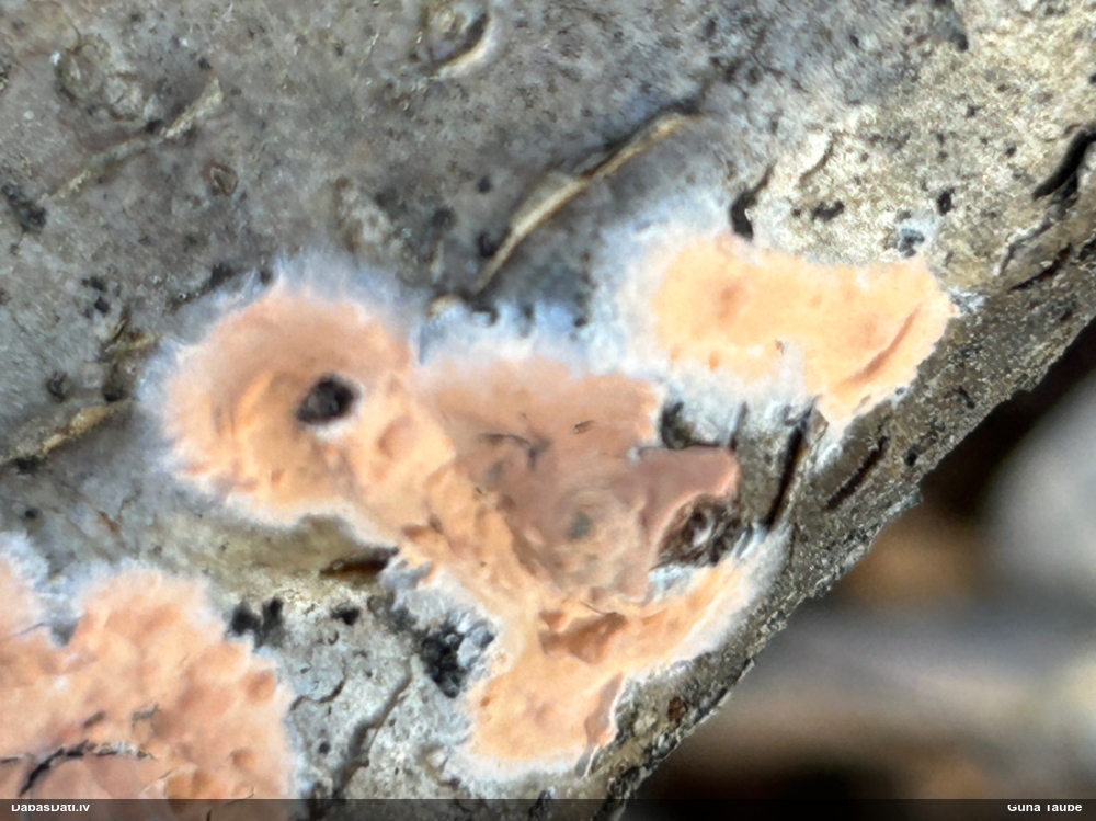 Klājeniska sēne (nenoteikta)