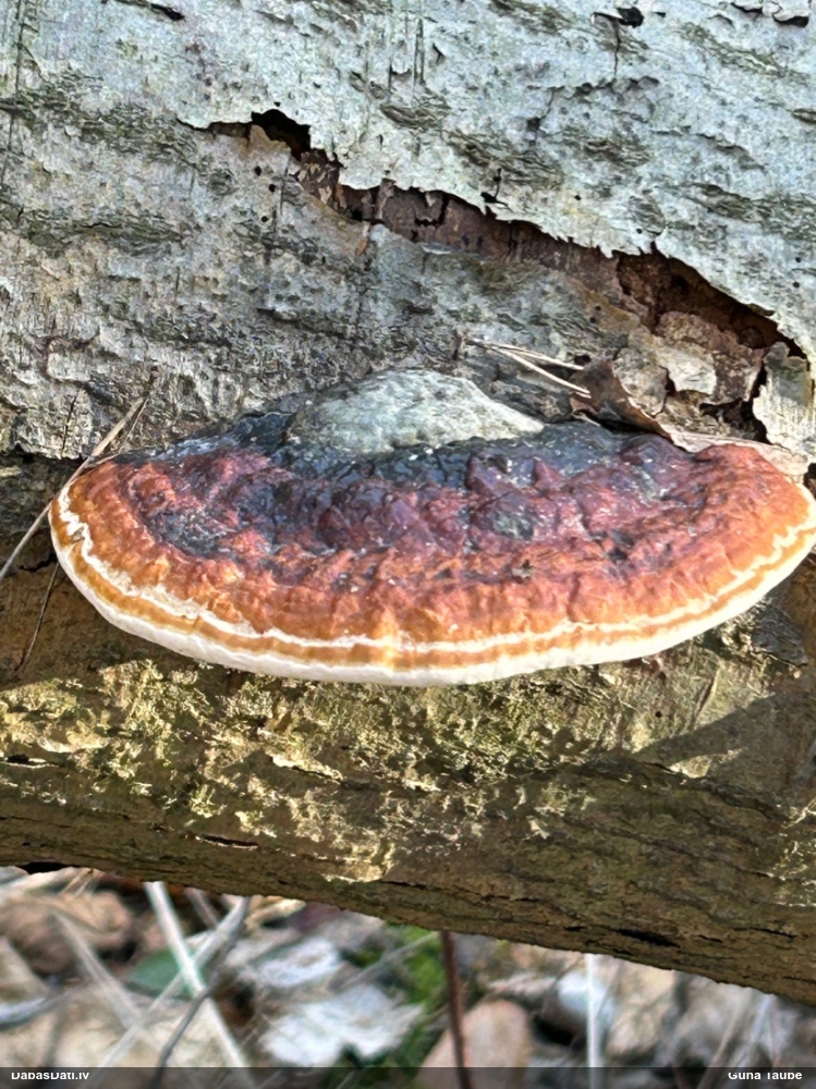 Окаймленный трутовик