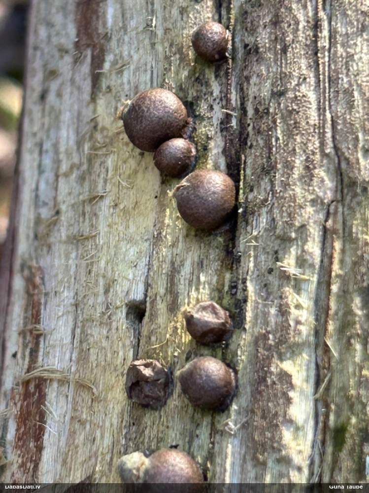 Koksnes vilkpienaine