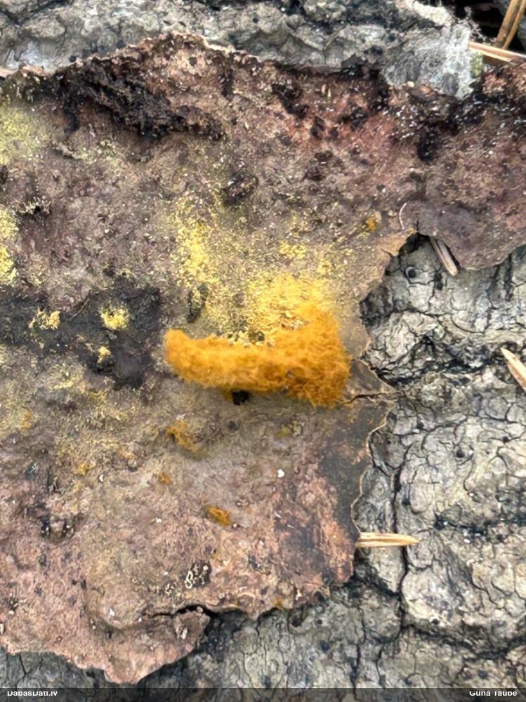 Pilienīšu dzimtas gļotsēne (nenoteikta)