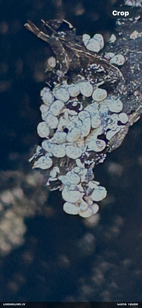 Gļotsēne (nenoteikta)