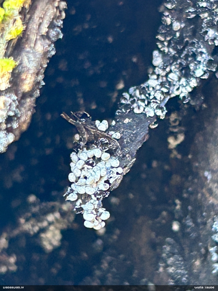 Gļotsēne (nenoteikta)