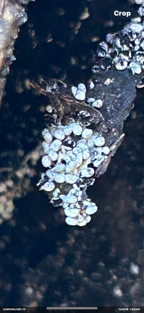 Gļotsēne (nenoteikta)