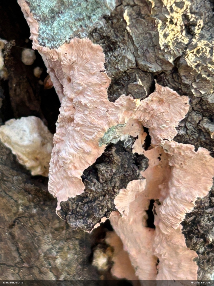 Sēne Corticium roseum