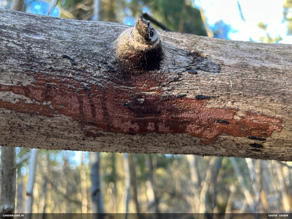 Klājeniska sēne (nenoteikta)