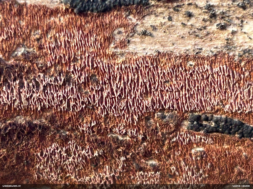 Klājeniska sēne (nenoteikta)