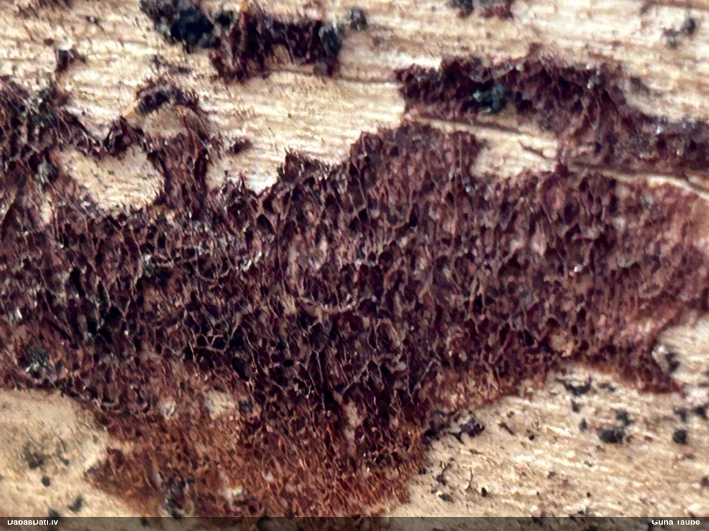 Klājeniska sēne (nenoteikta)