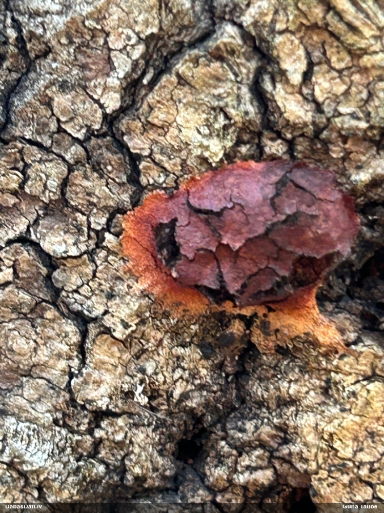 Gludais ragansviests