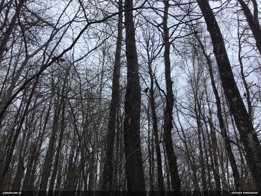 большой пестрый дятел