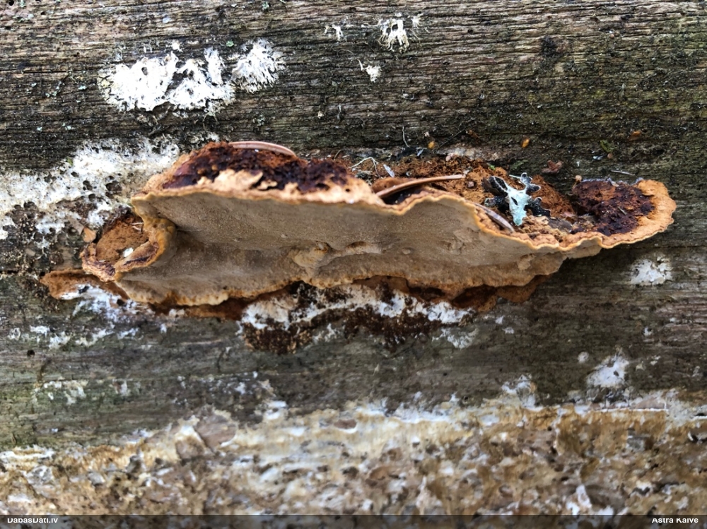 Melnsvītras cietpiepe