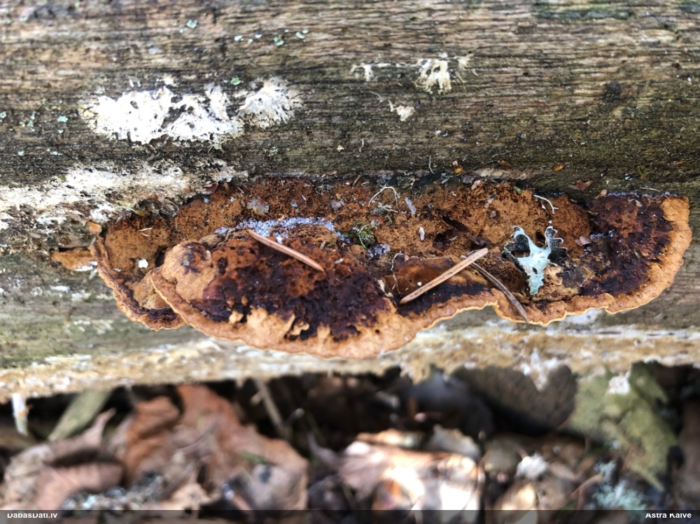 Melnsvītras cietpiepe