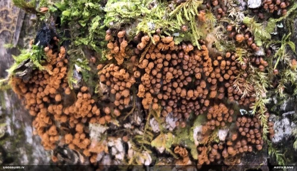 Trihija, hemitrihija (nenoteikta)