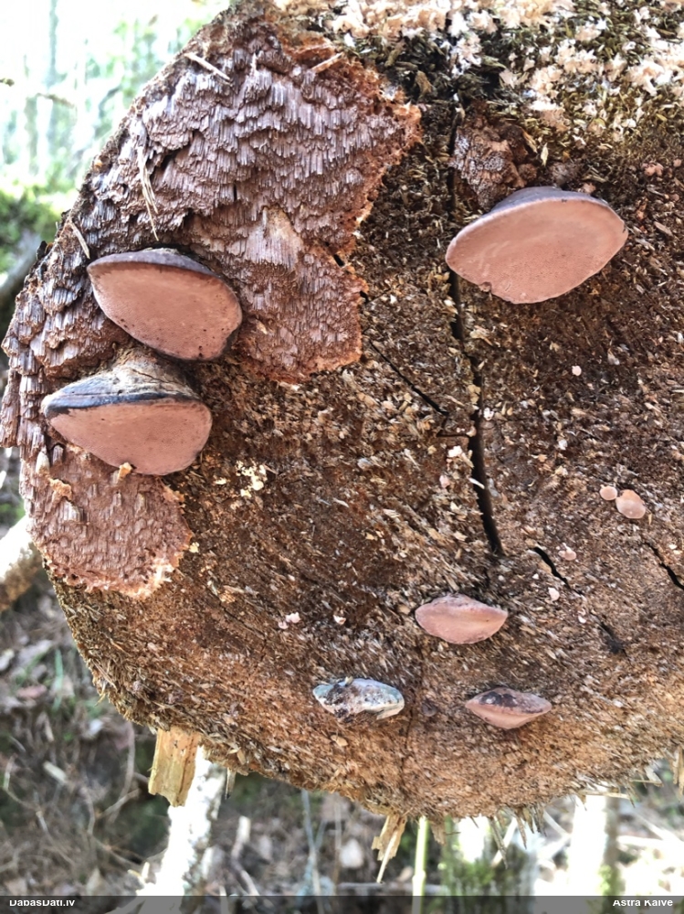 Rožainā apmalpiepe