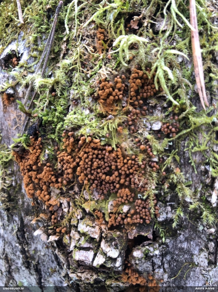 Trihija, hemitrihija (nenoteikta)