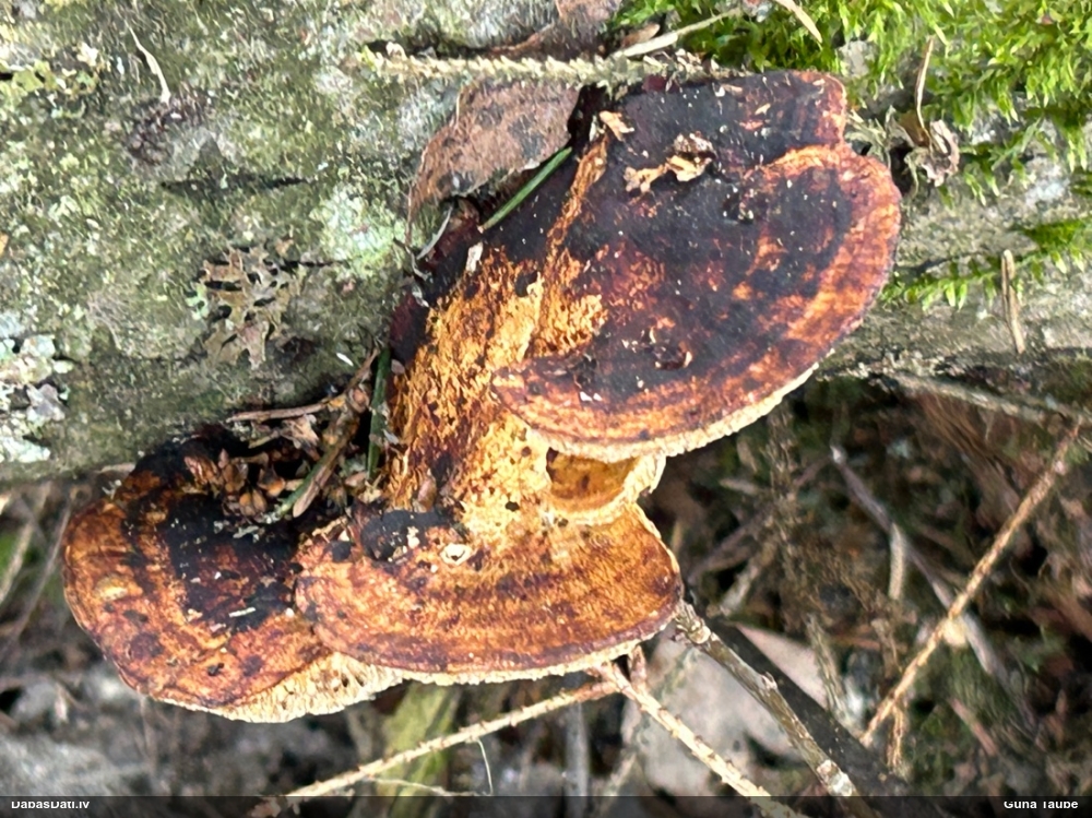 Parastā labirintpiepe