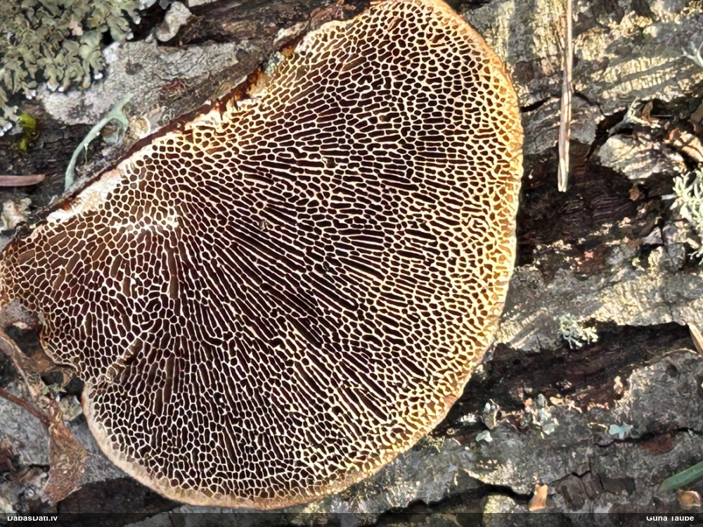 Parastā labirintpiepe