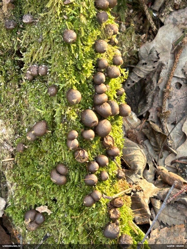 Koksnes vilkpienaine