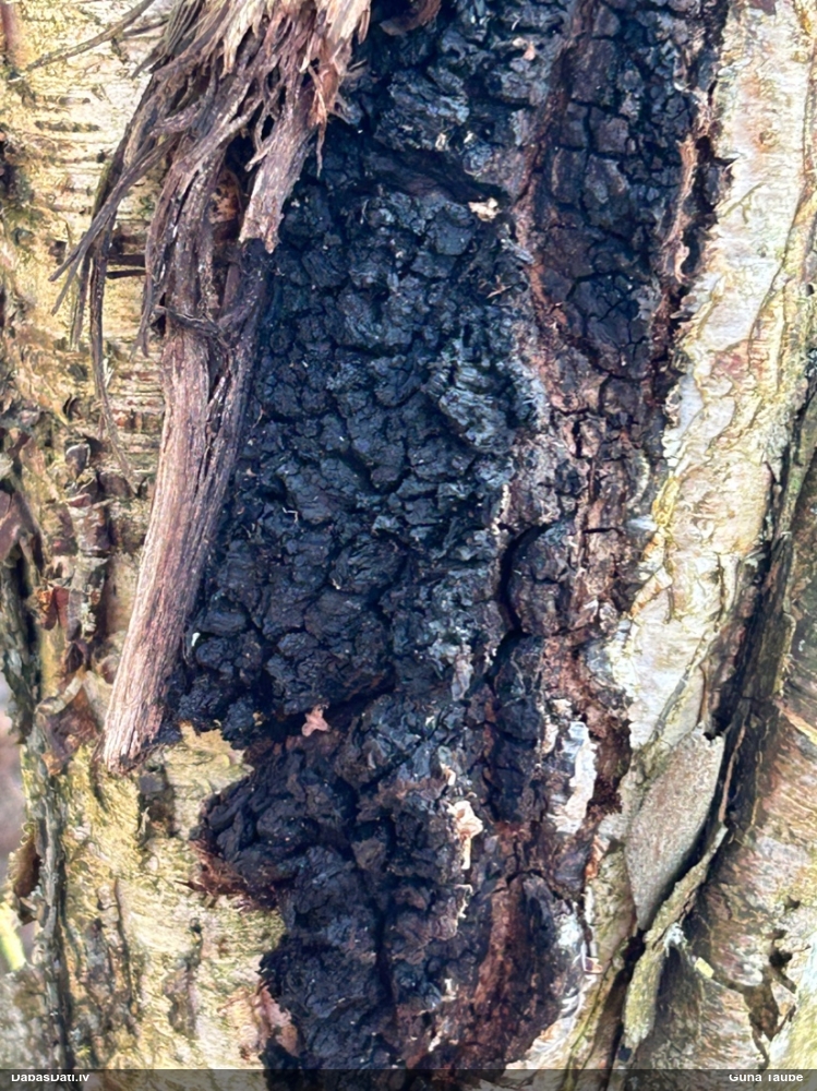 Melnā spulgpiepe, čaga