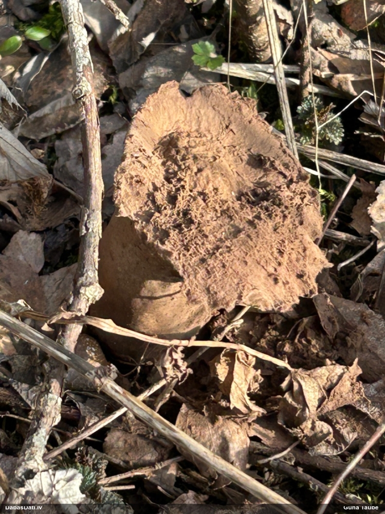 Kātainais zaķpūpēdis