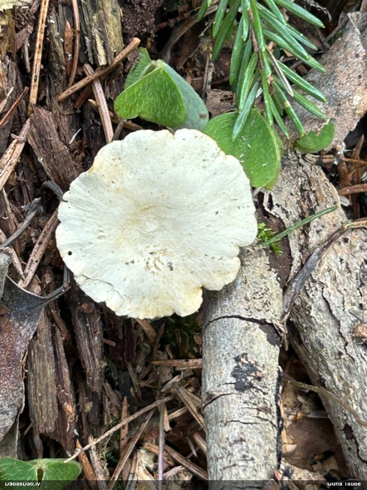 Mainīgā kātiņpiepe