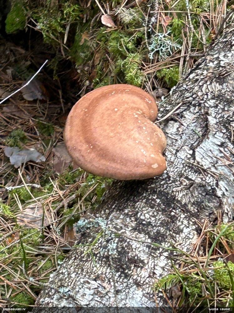 березовый Трутовик