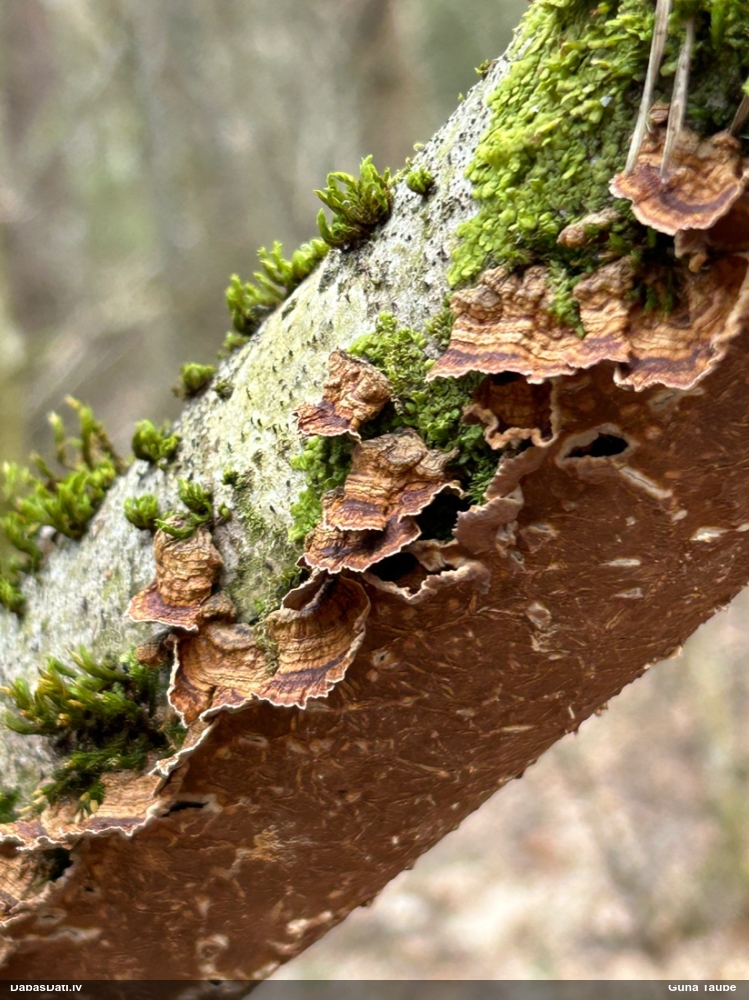 Lazdu brūnsvārcene