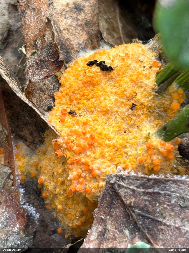 Inermīzija Byssonectria terrestris