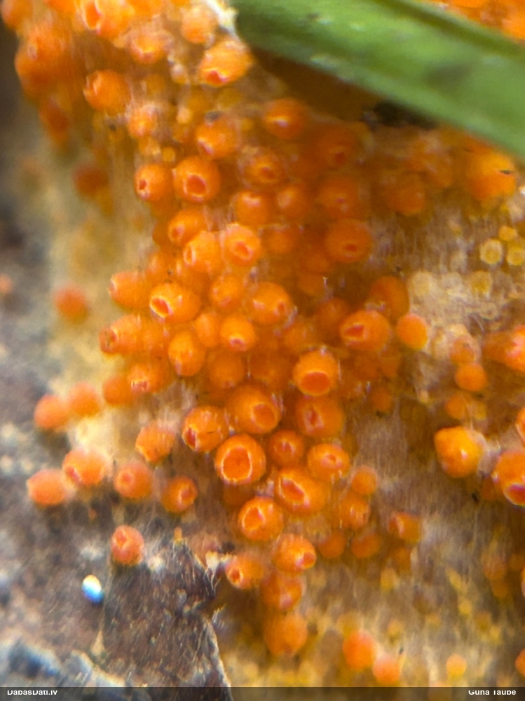 Inermīzija Byssonectria terrestris