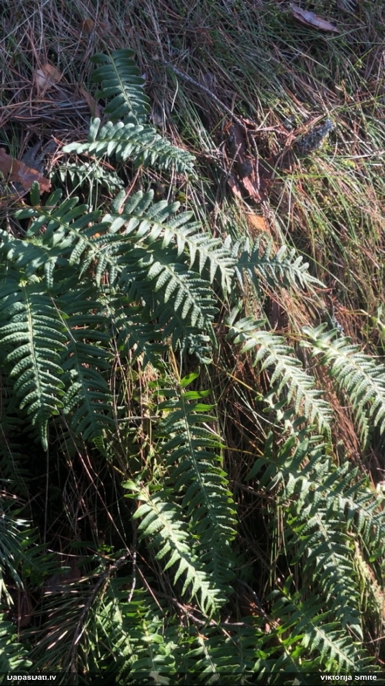 многоножка обыкновенная