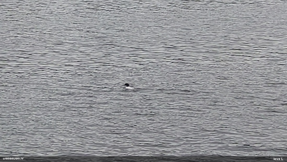 большой крохаль