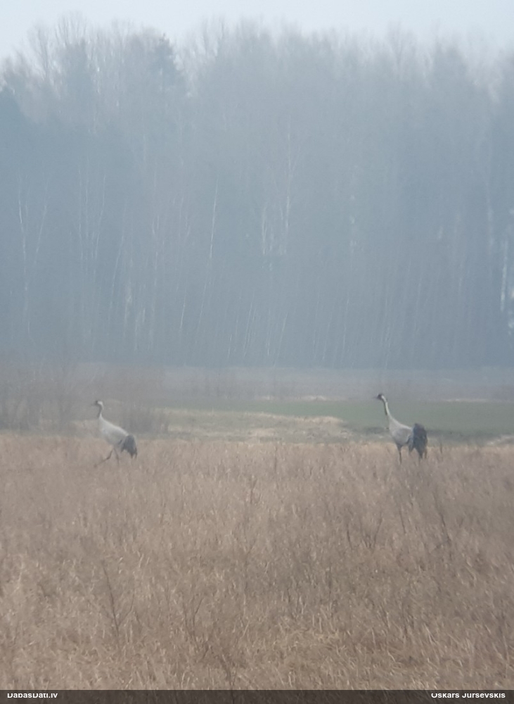 серый журавль