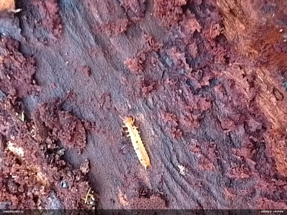 Ugunsvabole Schizotus pectinicornis