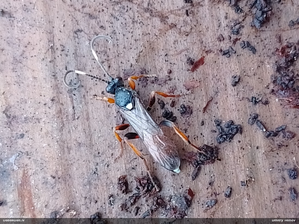 Plēvspārnis (nenoteikts)