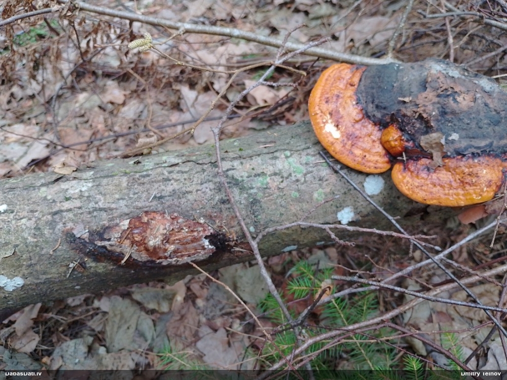 Окаймленный трутовик