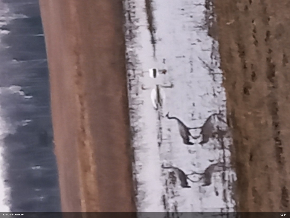 серый журавль