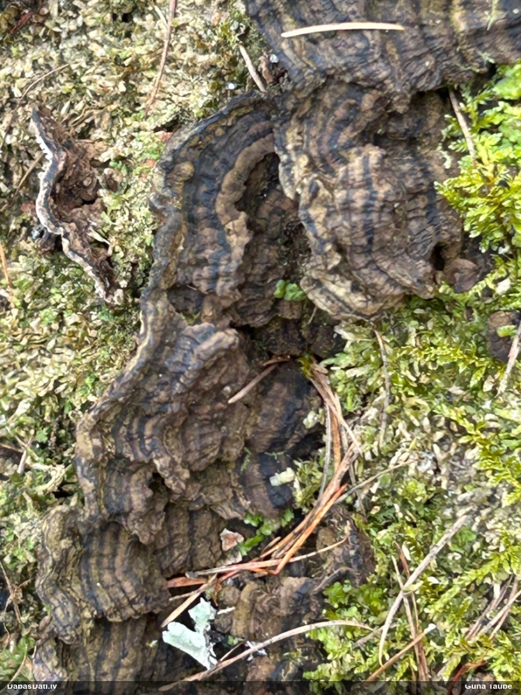 Ozolu brūnsvārcene